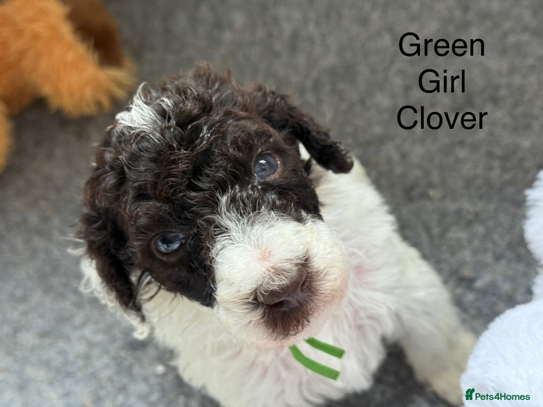 Labradoodle dogs for sale: Therapy breeder 5th gen miniature F1bbbb - Image 25