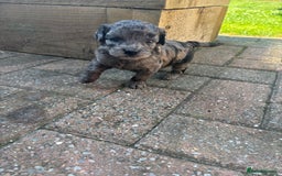 Miniature Poodle dogs for sale: Miniature poodles REDUCED READY TO LEAVE NOW  - Image 18