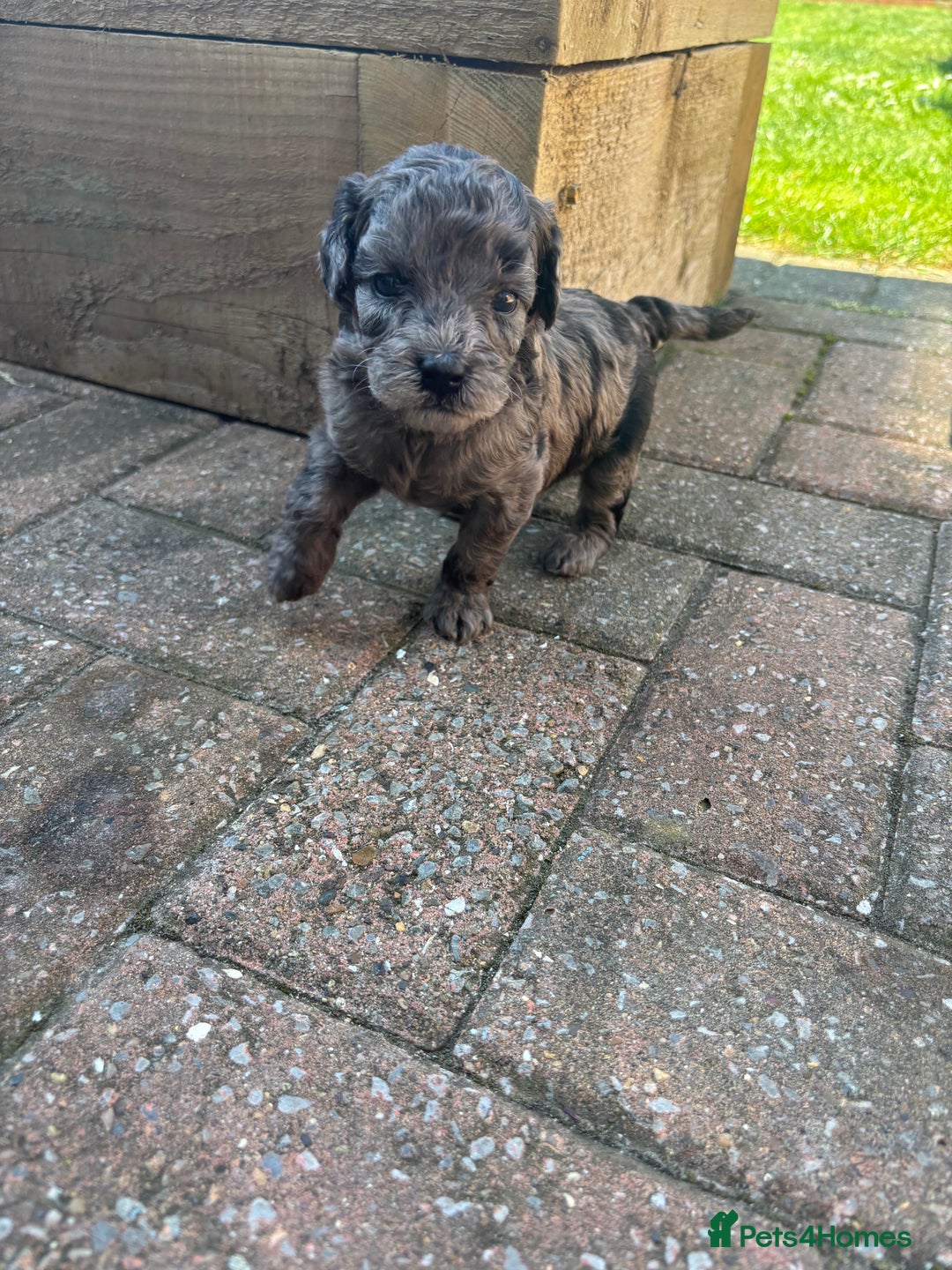 Miniature Poodle dogs for sale: Miniature poodles REDUCED READY TO LEAVE NOW  - Image 18