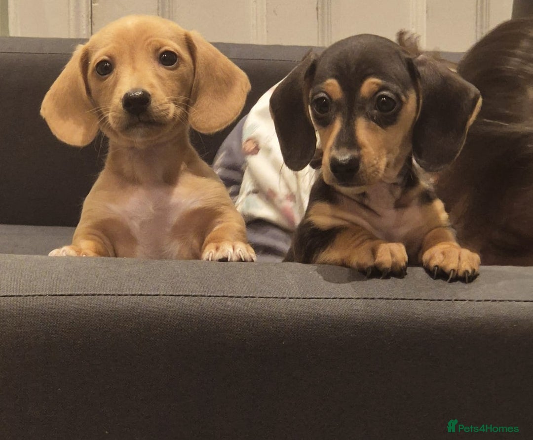 Miniature Dachshund dogs for sale: Perfect Mini Dachshund Girl 8 weeks old - Advert 4