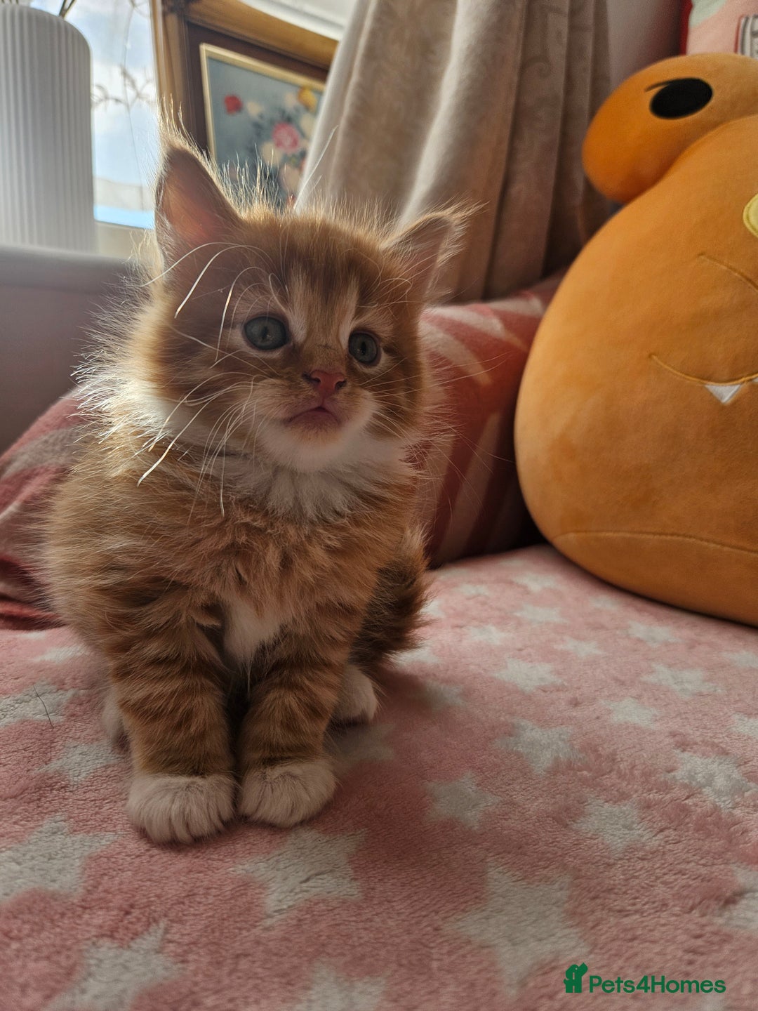 Mixed Breed cats for sale: Beautiful ginger mix long hair maine coon kittens - Advert 10