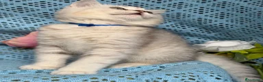 British Shorthair Kitten 1