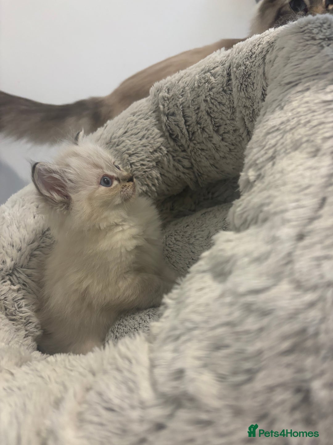 Ragdoll cats for sale: Ragdoll kittens - Advert 6