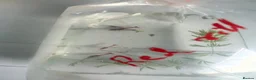 Other/Mixed Breed fish for sale: 🐟 HOME BRED FISH, SHRIMPS & SNAILS 🐌🐠🐟🦐 - Advert 6