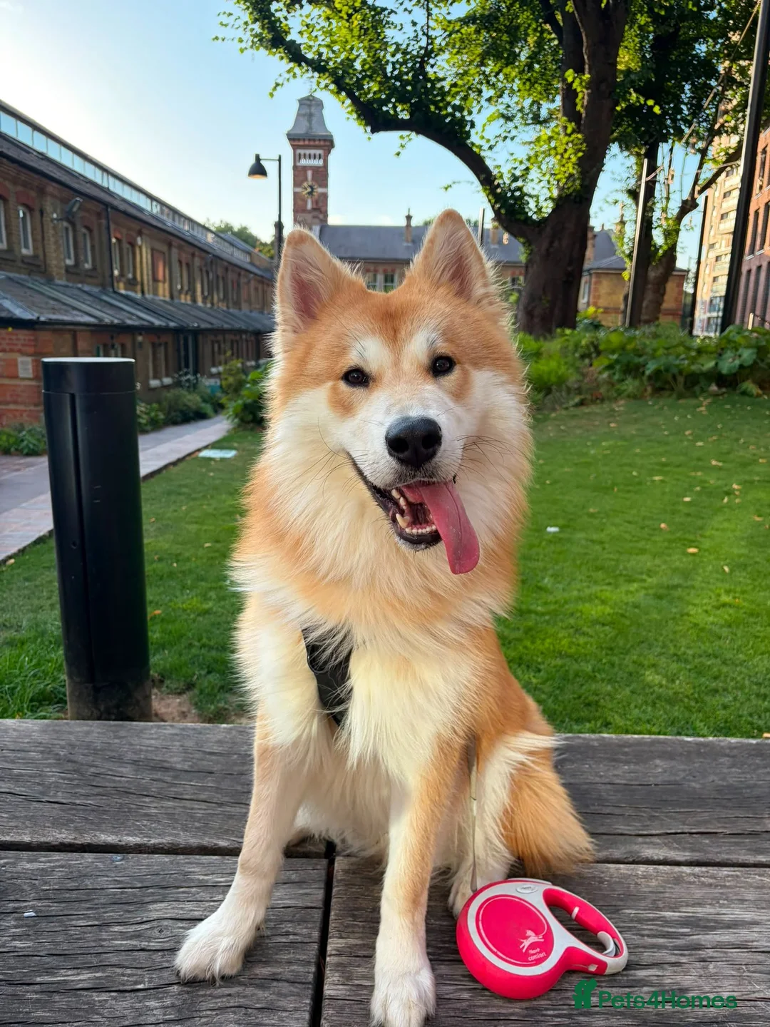 Mixed Breed dogs for sale: Spike, 10 months male, looking for loving home  - Advert 2