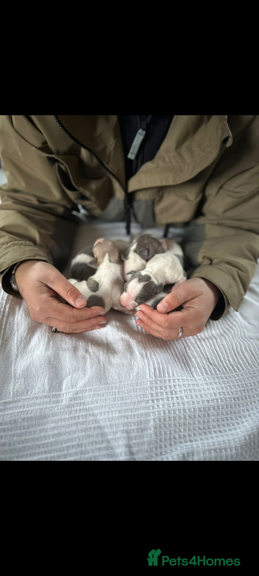 Italian Greyhound dogs for sale: SIX ITALIAN MALE PUPPIES AVAILABLE ✨ - Advert 2