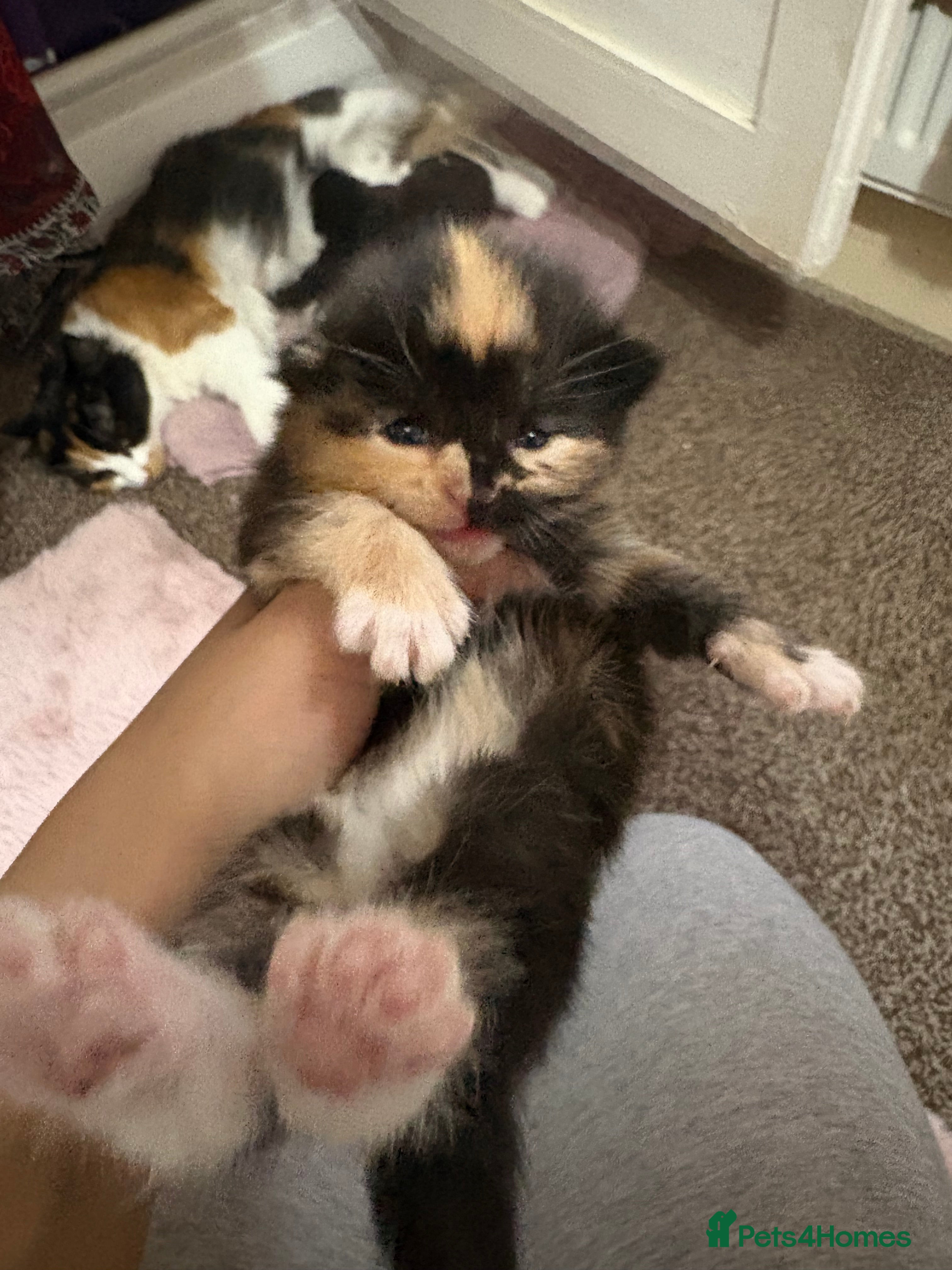 Mixed Breed cats Kittens ready in october - Advert 11