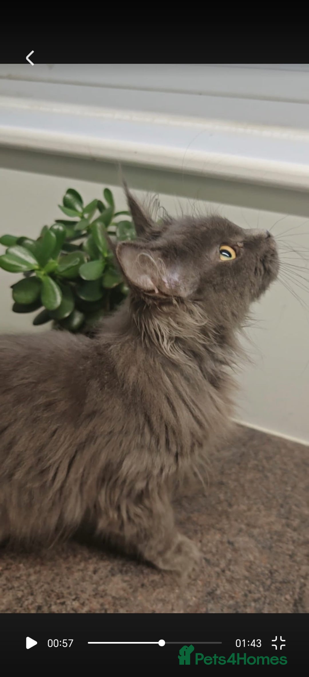 Maine Coon cats for sale: Beautiful Maine coon kittens - Advert 11