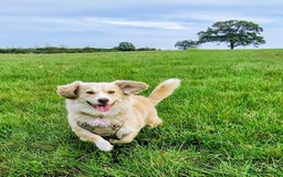 Mixed Breed dogs for adoption: Mabel  - Image 4