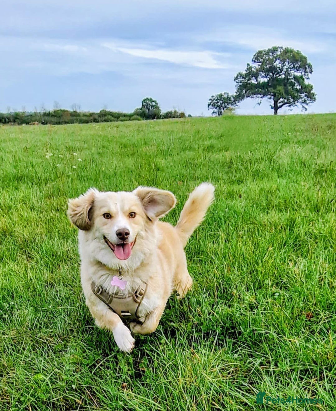 Mixed Breed dogs for adoption: Mabel  - Image 4