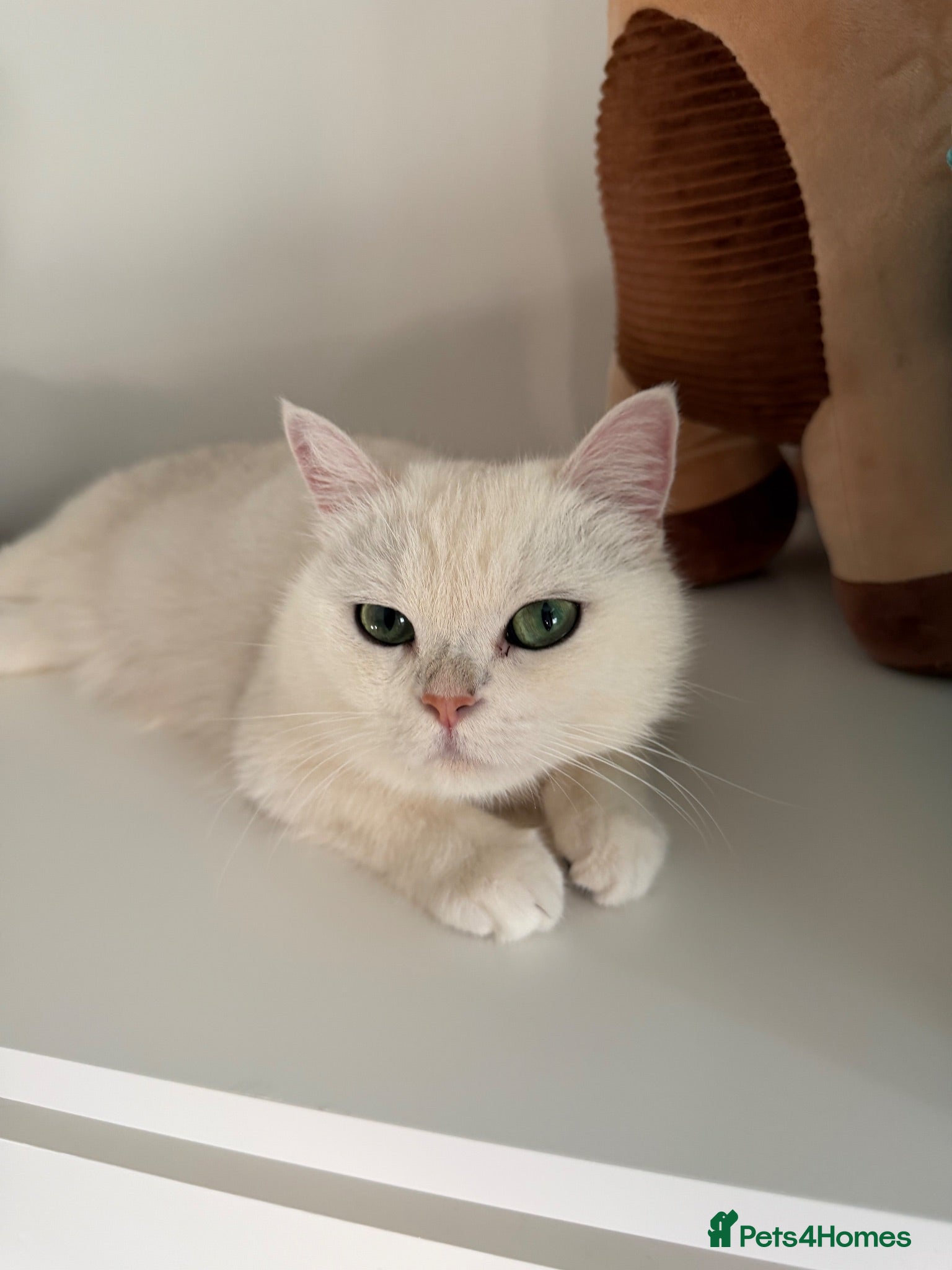 British Shorthair cats Chinchilla British short hair - Advert 1