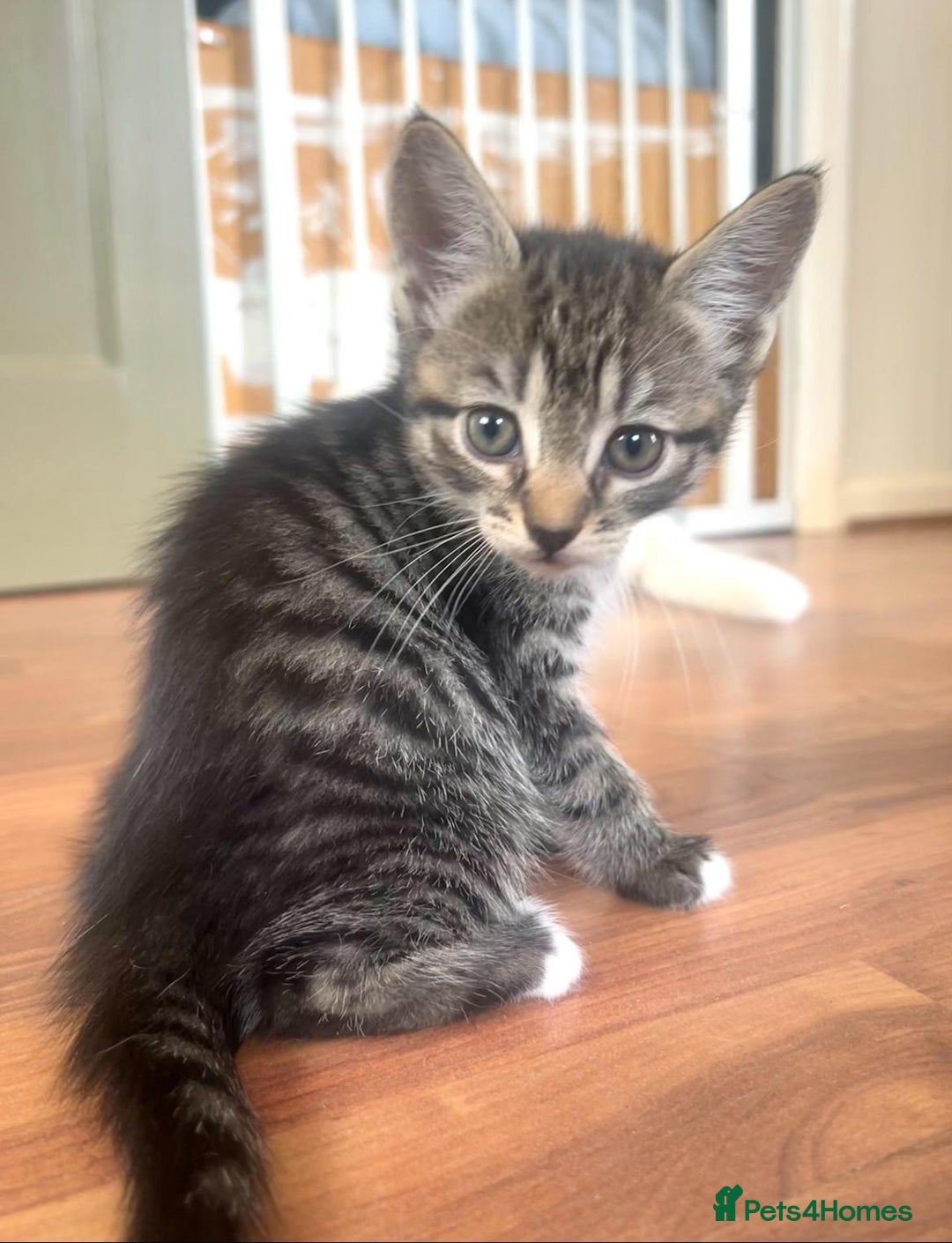 British Shorthair cats for sale: Beautiful kittens for sale  - Image 4