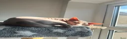Sphynx cats for sale: Two Female Sphynx  - Advert 4