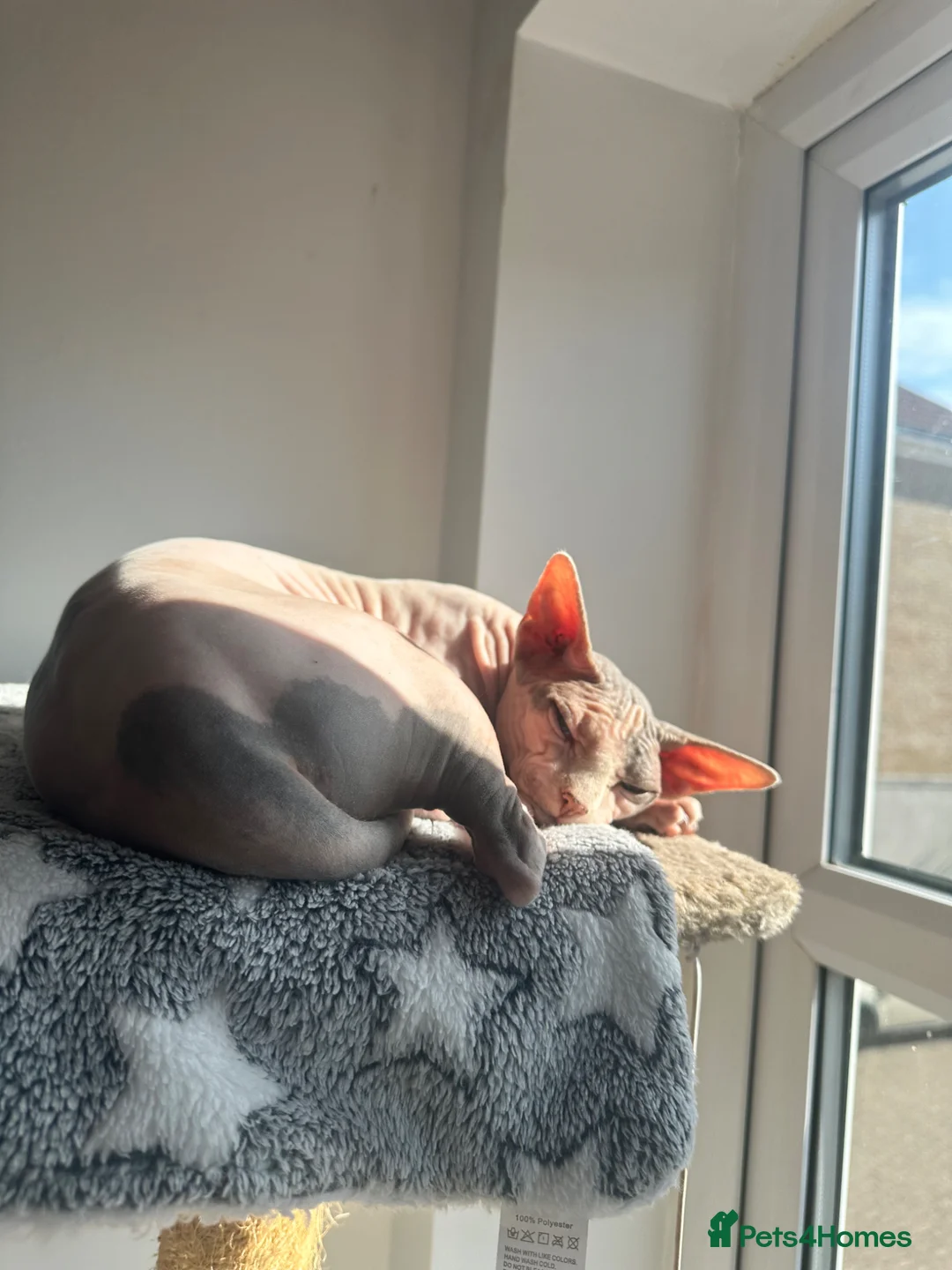 Sphynx cats for sale: Two Female Sphynx  - Advert 4