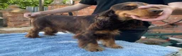 Cockapoo dogs for sale: Last 2 females for sale - Advert 3