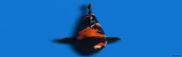 Koi Carp fish for sale: Japanese Koi - Top Quality - Advert 13