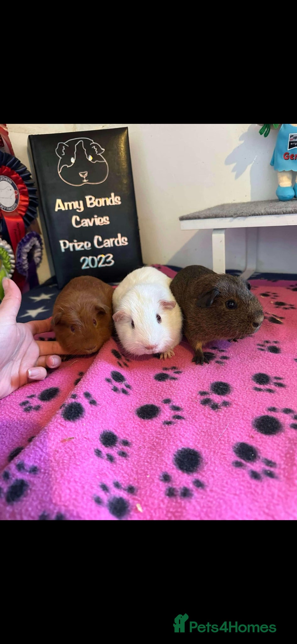 Guinea Pig rodents 3 male guinea pigs  - Advert 1