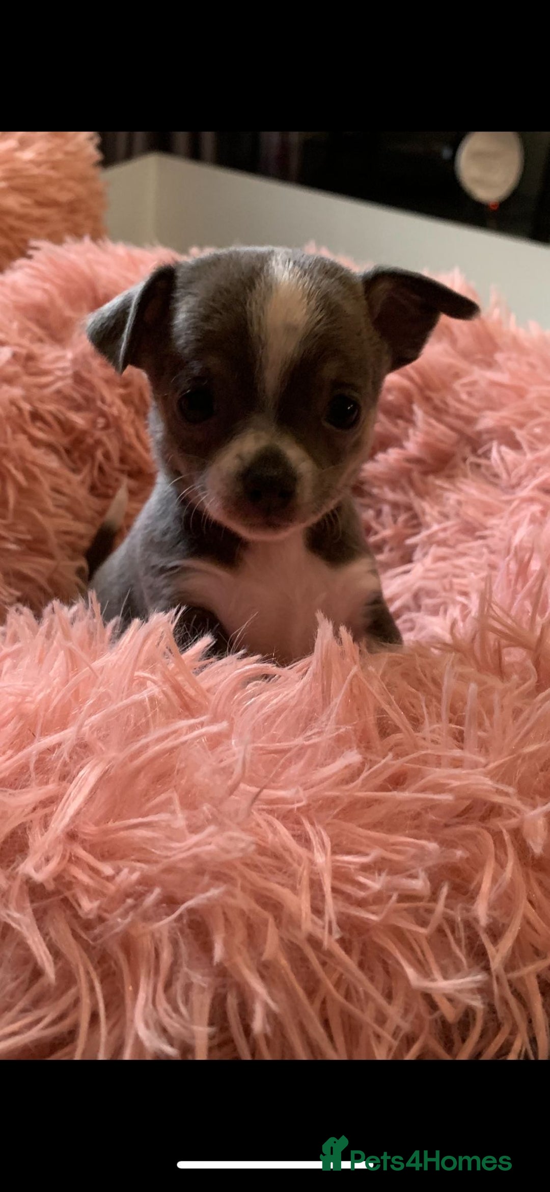 Chihuahua dogs for sale: Beautiful black & blue tri chihuahua puppies  - Advert 13