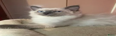 Ragdoll 1