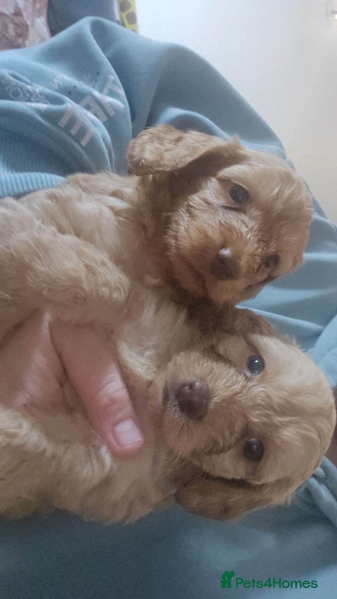 Cockapoo dogs for sale: Beautiful cockerpoos  - Image 4