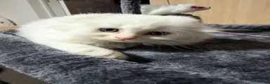 White Longhair Fold boy