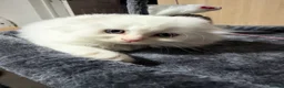Scottish Fold cats for sale: Fold & Straight Kittens Looking for Loving Homes - Advert 5