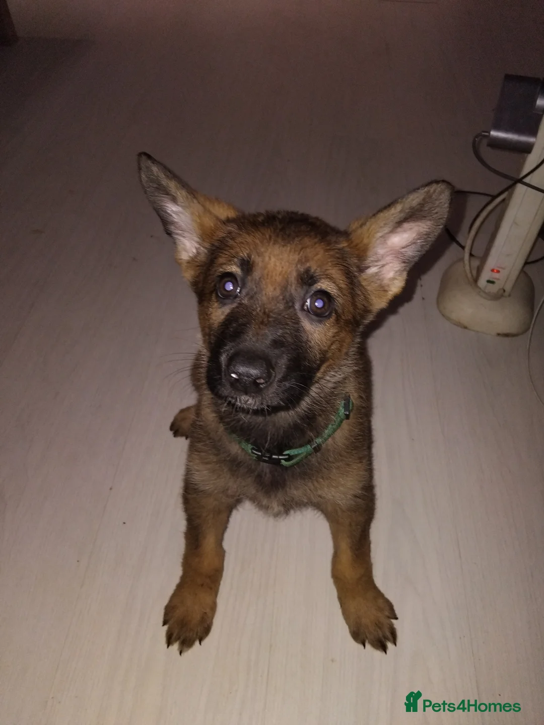 German Shepherd dogs for sale: German shepherd Czech line pups kc registered  - Advert 26
