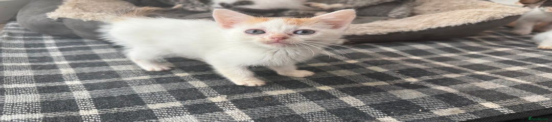 American Shorthair Kitten 4