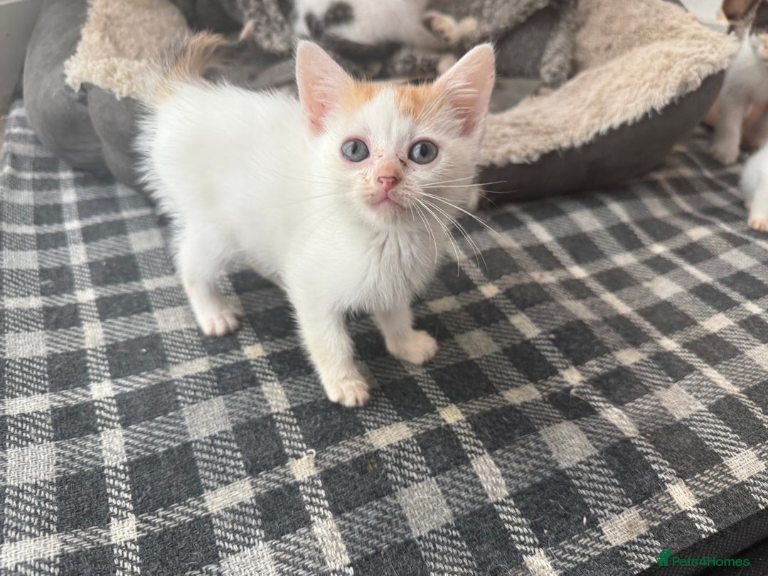 American Shorthair cats for sale: American shorthair cross  - Image 3