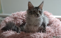Maine Coon cats for sale: Tica Registered Maine Coon boy & girl *ready now* - Image 16