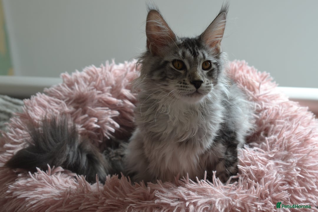 Maine Coon cats for sale: Tica Registered Maine Coon boy & girl *ready now* - Image 16