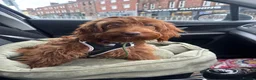 Cockapoo dogs for sale: Beautiful Cockerpoo F1, exceptionally friendly 🐾 - Advert 14