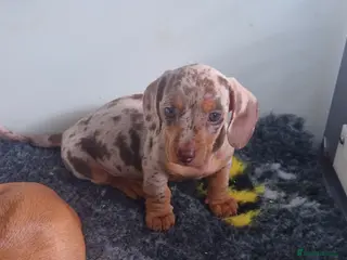 Miniature Dachshund dogs Kc registered miniature dachshund in Whitstable - Advert 2