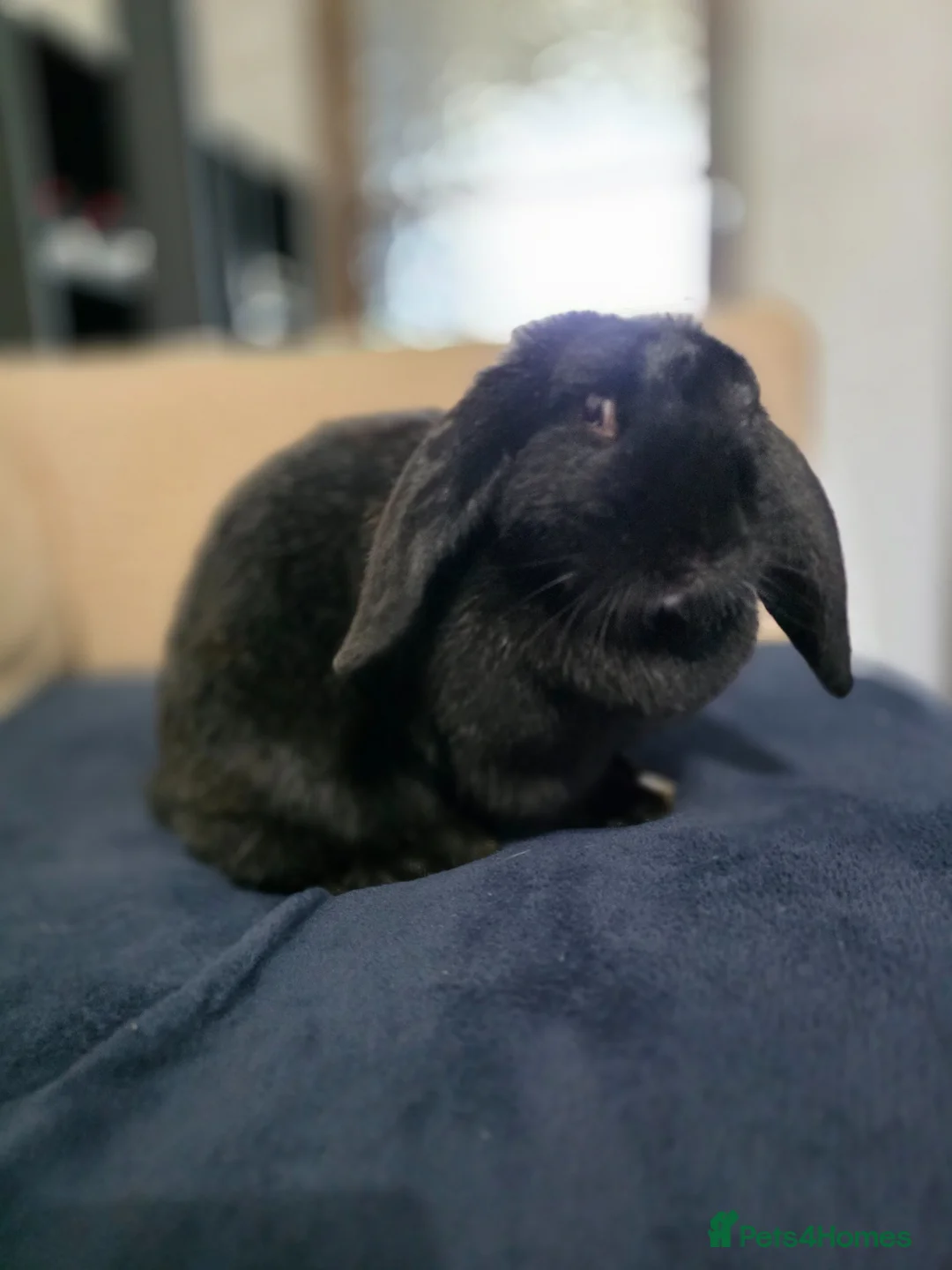 Mixed Breed rabbits for sale: Rabbits for rehoming - Advert 3