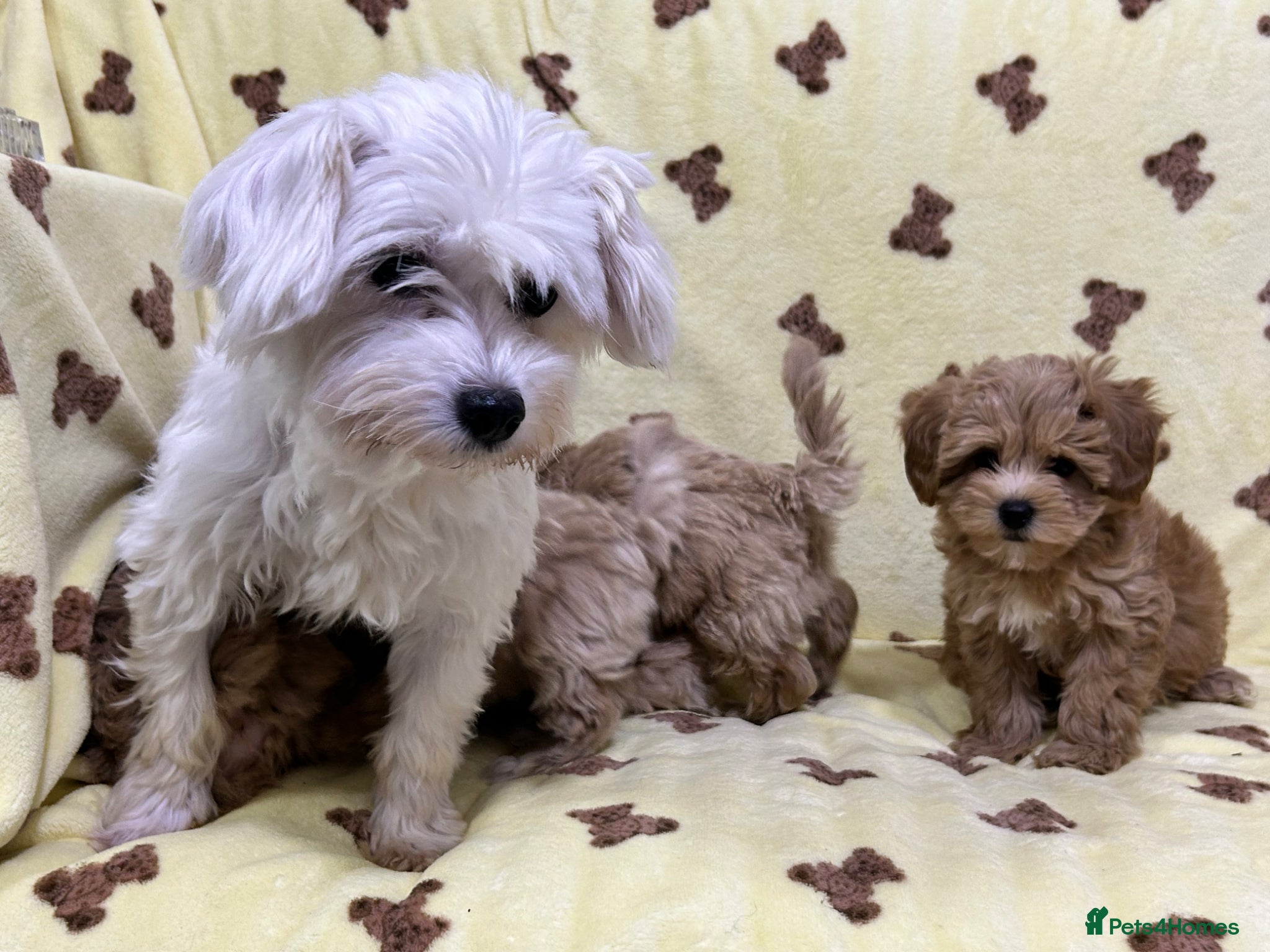 Maltipoo dogs 🐾Maltipoo F1🐾 - Advert 2