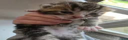 Mixed Breed cats for sale: FREE # 3 male / 1 female / Mother # FREE - Advert 14