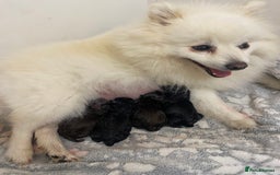Mixed Breed dogs for sale: Pomspitz super fluffy babies  - Image 9