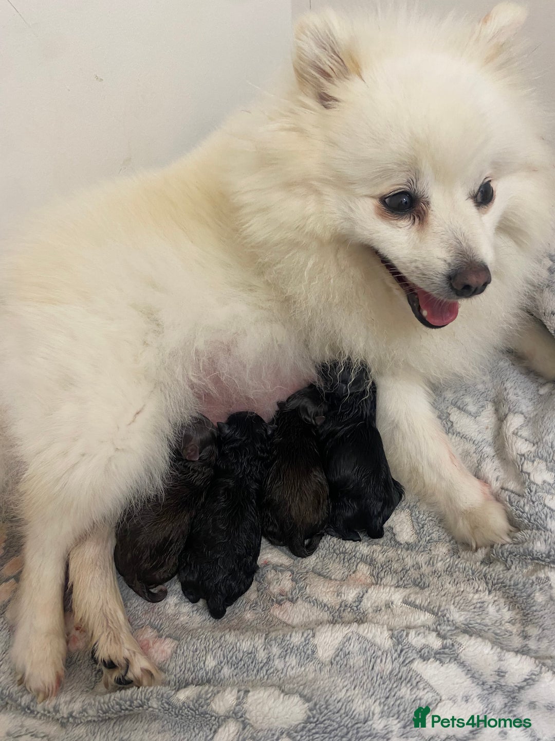 Mixed Breed dogs for sale: Pomspitz super fluffy babies  - Image 9