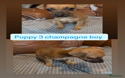 Jack Russell dogs for sale: 3 beautiful barney paws and much Wenlock jr pups - Image 3