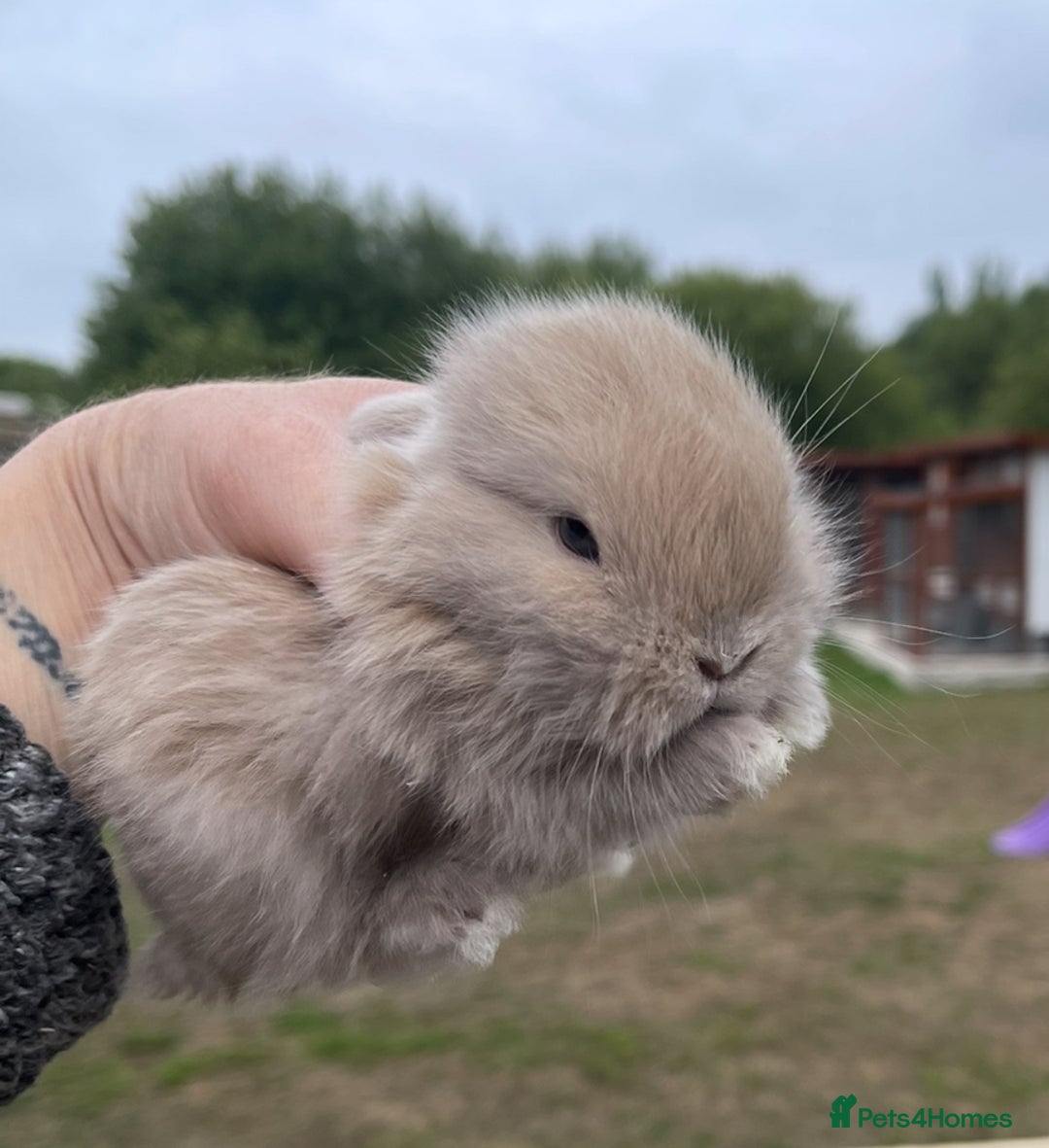 Mini Lop rabbits for sale: Baby mini lops ready to reserve !! - Image 36