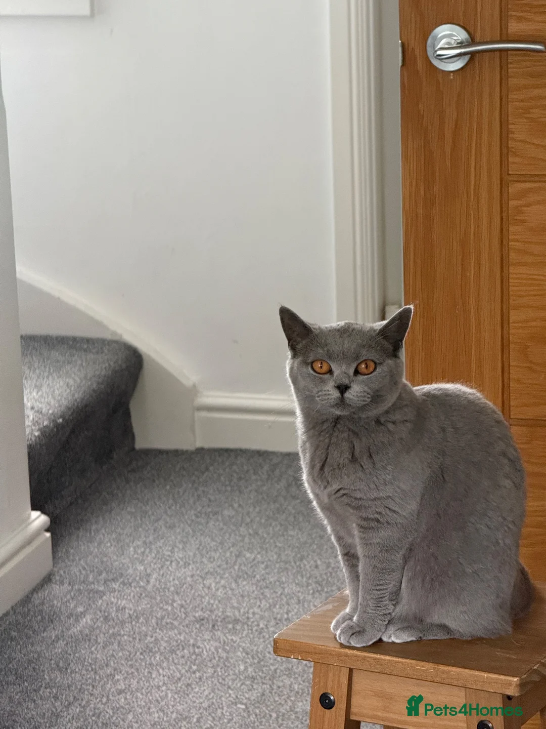 British Shorthair cats for sale: BRITISH SHORT HAIR (1 and a half yo) in Edinburgh - Advert 2