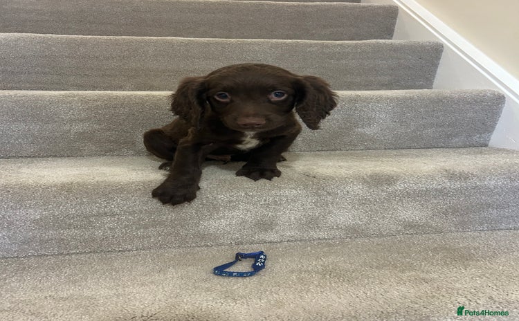 Sprocker dogs - Advert 2