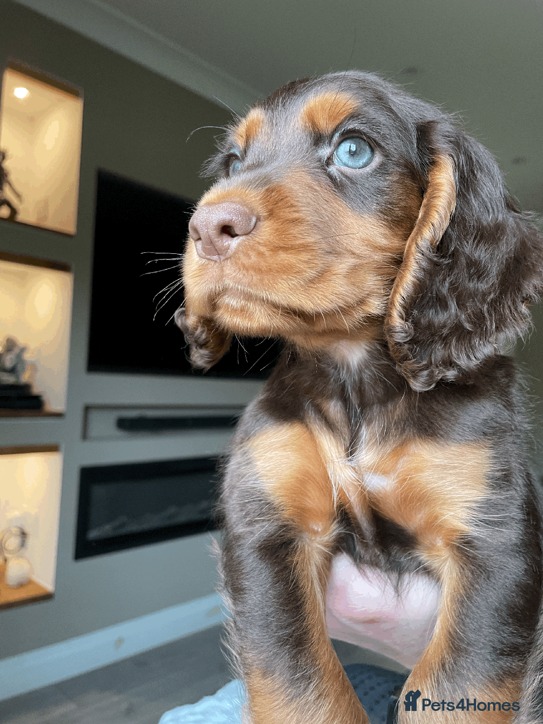 Cocker Spaniel dogs for sale: Cocker Spaniel Pups Outstanding Pedigree Lines! - Advert 12