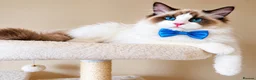 Ragdoll cats for sale: Gorgeous seal bi colour GCCF registered 💙 - Advert 2