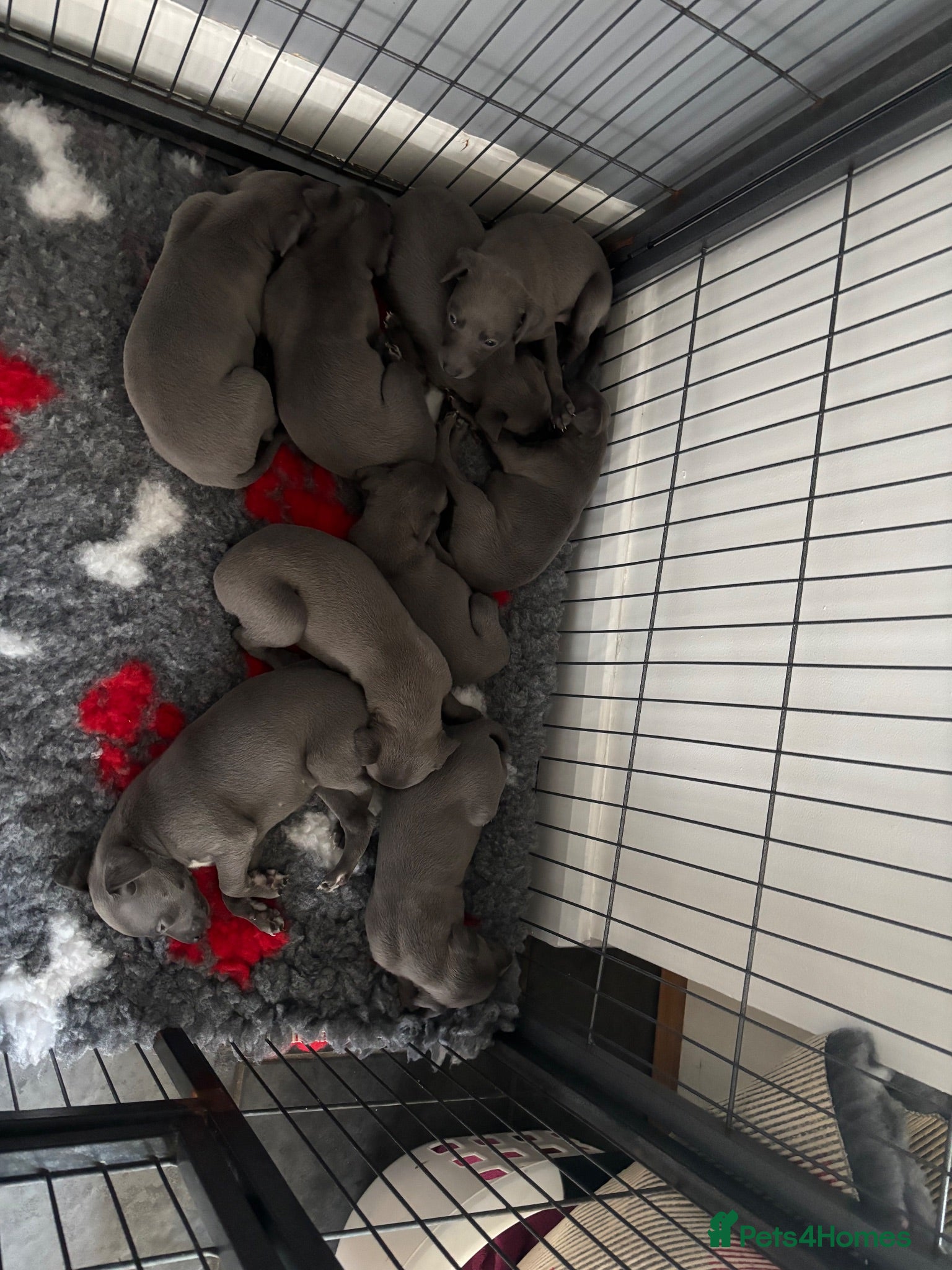 Whippet dogs Stunning Blue KC Reg Whippets Pups  - Advert 1