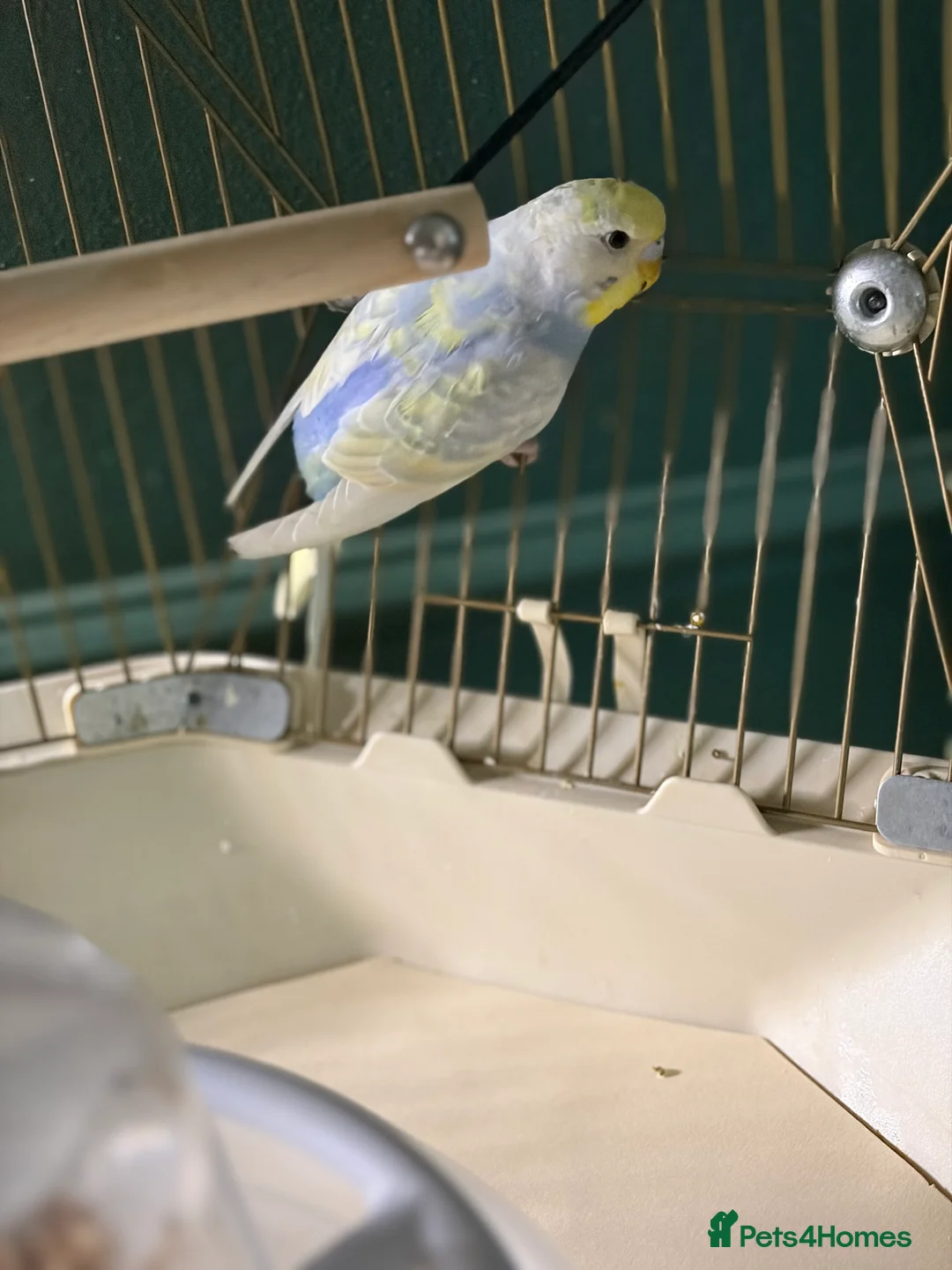 Budgerigars birds for sale: Two budgies  - Advert 3