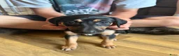 Lurcher dogs for sale: Lurcher pups  - Advert 13