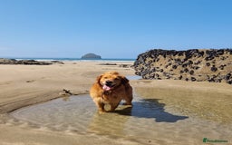 Golden Retriever dogs for stud: Gorgeous Stud Dog Angus - Image 6