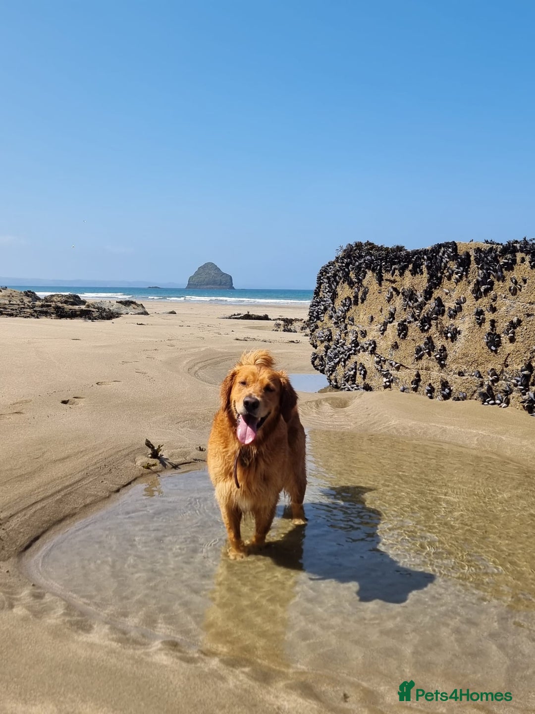 Golden Retriever dogs for stud: Gorgeous Stud Dog Angus - Image 6