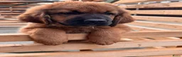 Tibetan Mastiff dogs for sale: Stunning Tibetan Saint Puppies - Ready to go! - Advert 19